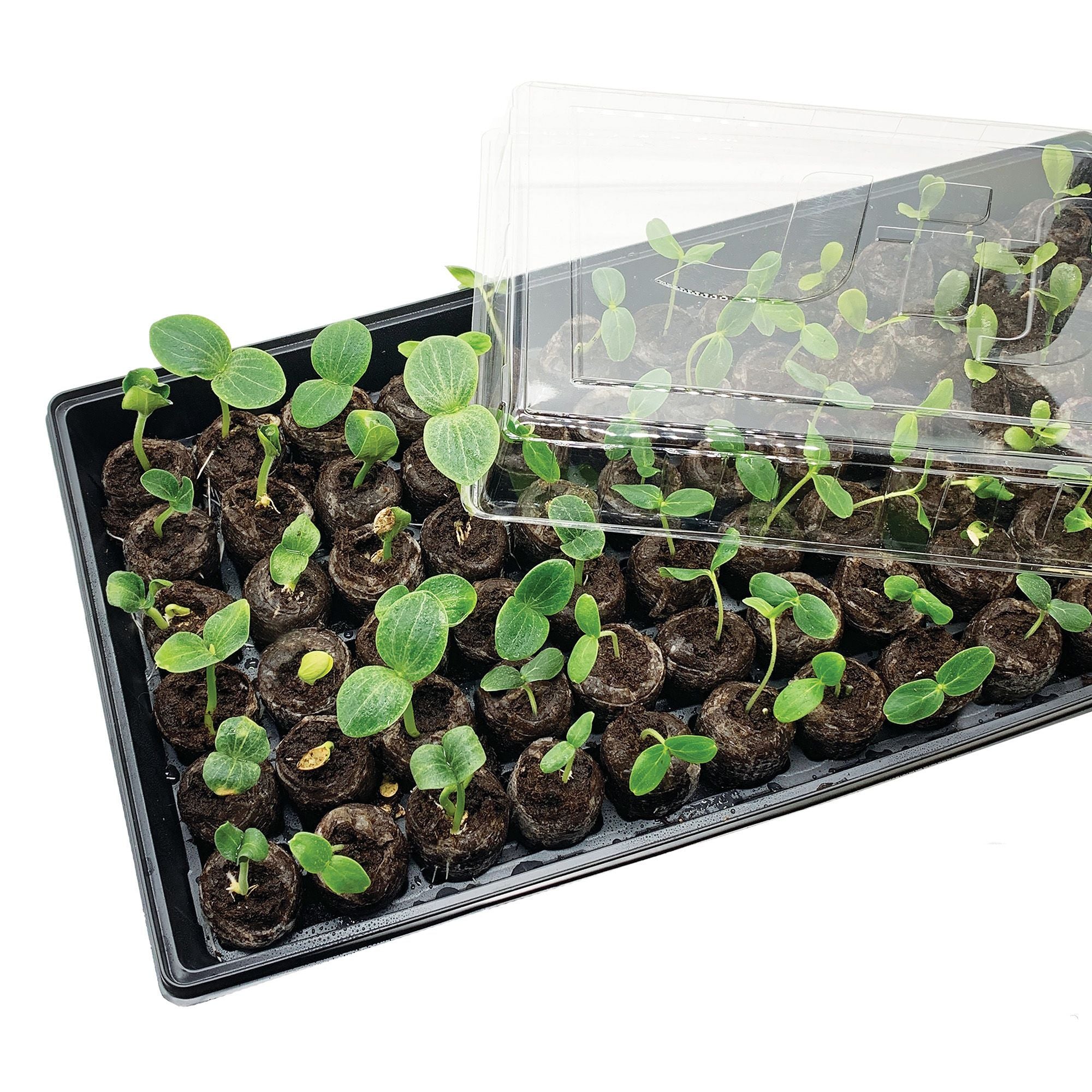 A Jiffy brand seed starting greenhouse kit with 72 cell 36mm peat pellets, a clear humidity dome
